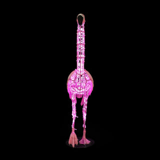 FLAMINGO WALKING