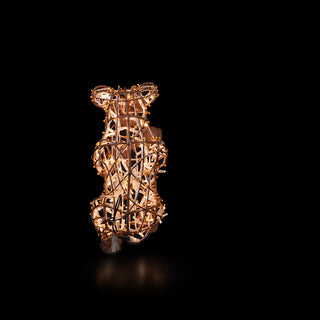 Black Bear Baby Walking